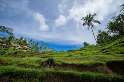 Scenic view of palm trees on field against sky