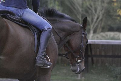 Midsection of a horse