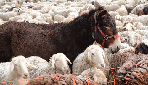 Flock of sheep and donkeys in a pasture in como, lombardy, italy.