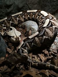 High angle view of lizard on land