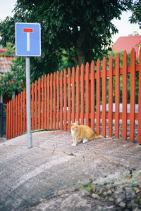 View of a cat on a fence