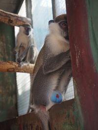 Close-up of monkey perching on tree