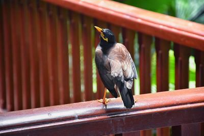 Close-up of bird perching on railing