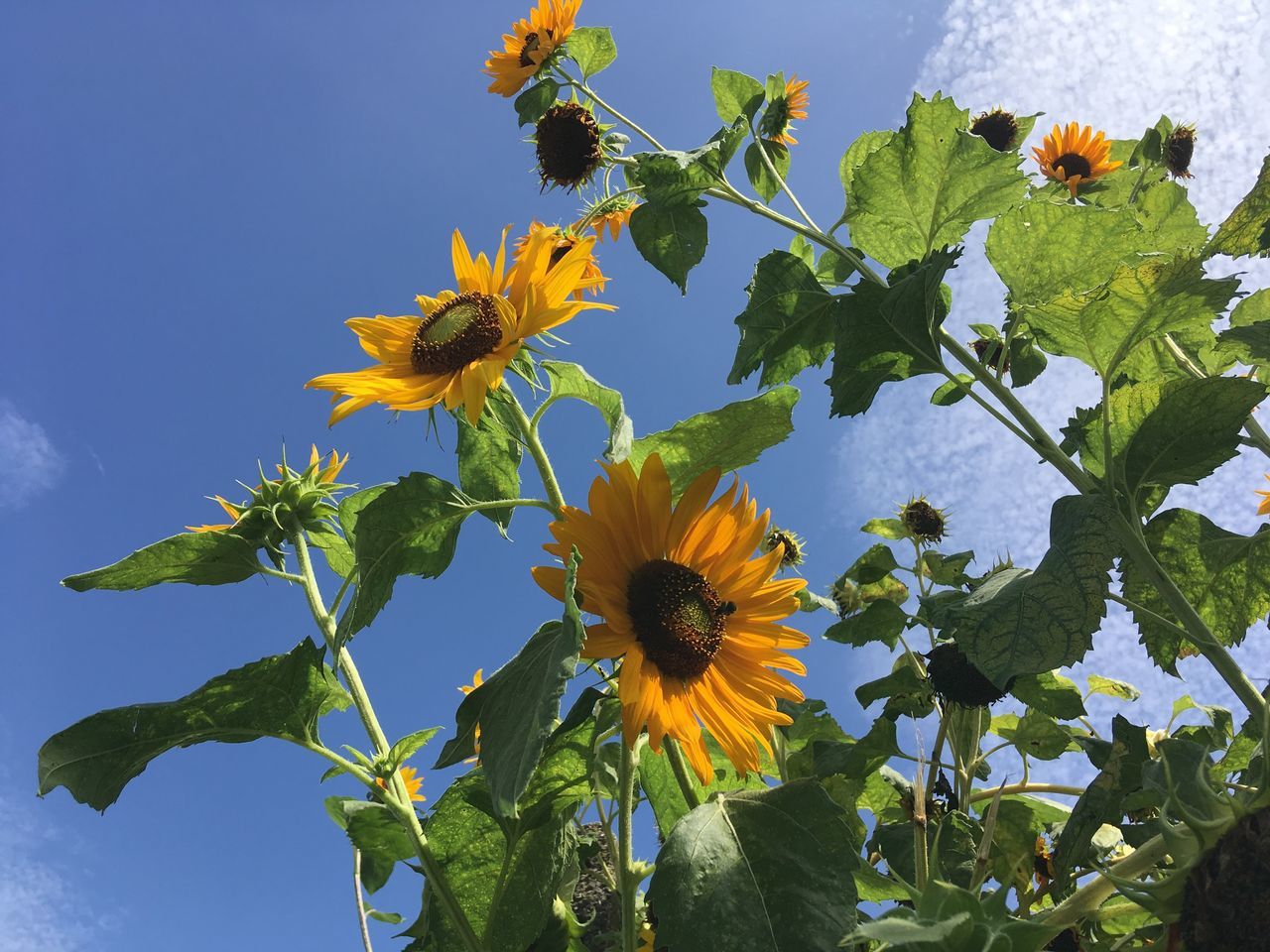 flower, fragility, petal, freshness, beauty in nature, growth, nature, leaf, flower head, plant, no people, day, blooming, yellow, outdoors, close-up, sky