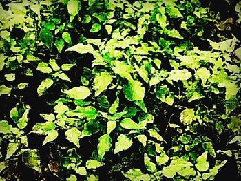 Full frame shot of green leaves