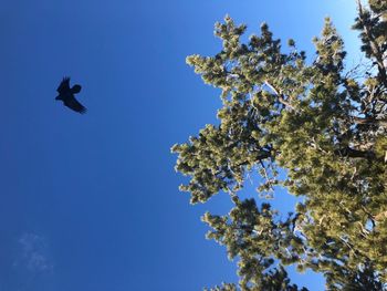 Low angle view of tree branches against clear blue sky