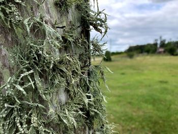 Close-up of lichen growing on field