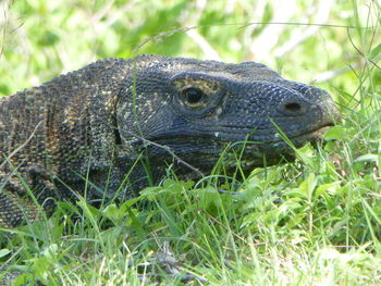 Close-up of komodo dragon at national park