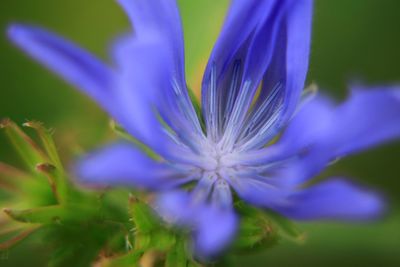 Close-up of blue flower blooming outdoors