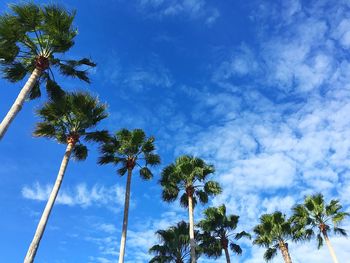 Low angle view of palm trees against blue sky