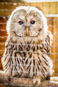 Close-up portrait of owl