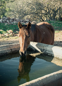 Portrait of a brown horse drinking from a stone trough in the field