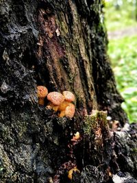 Close-up of mushroom growing on tree trunk