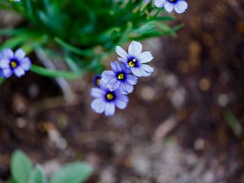 Close-up of purple flowering plant