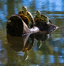 Close-up of crab in lake