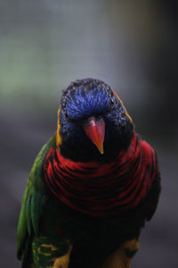 Close-up of a parrot