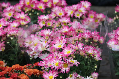 Beautiful pink chrysanthemum freshness and growing in flower pot