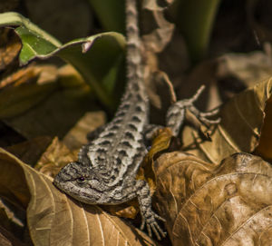 High angle view of lizard amidst dry leaves