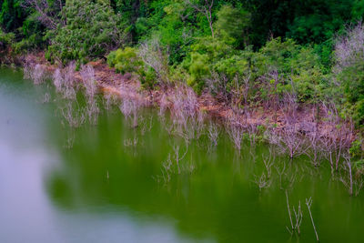 Scenic view of lake amidst trees in forest