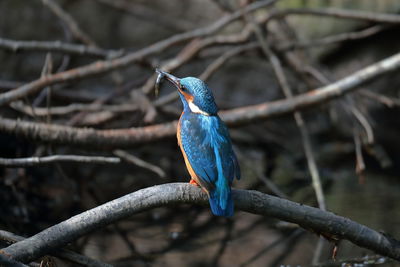 Close-up of kingfisher perching on branch