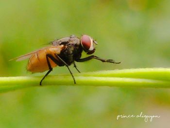 Close-up of fly on leaf