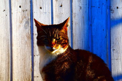 Portrait of cat sitting on wood