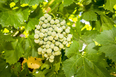 Racimo de uvas verdes en una parra