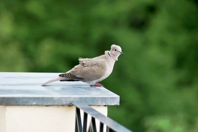 Bird perching on railing