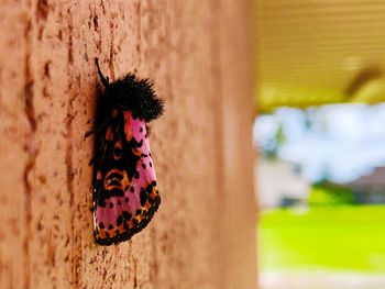 Close-up of butterfly on tree trunk