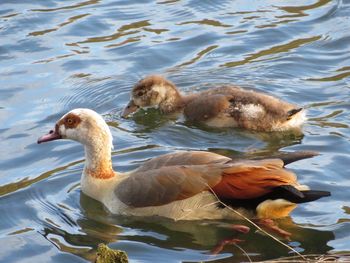 Geese swimming in lake