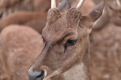 Close-up of a horse