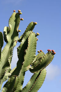 Low angle view of flowering plant against blue sky