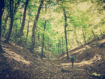 Man walking amidst trees in forest