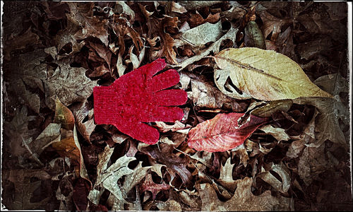 Close-up of dry autumn leaves