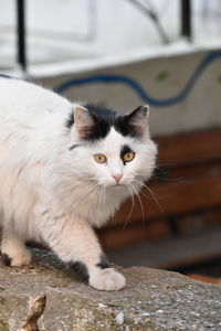 Close-up portrait of cat sitting outdoors