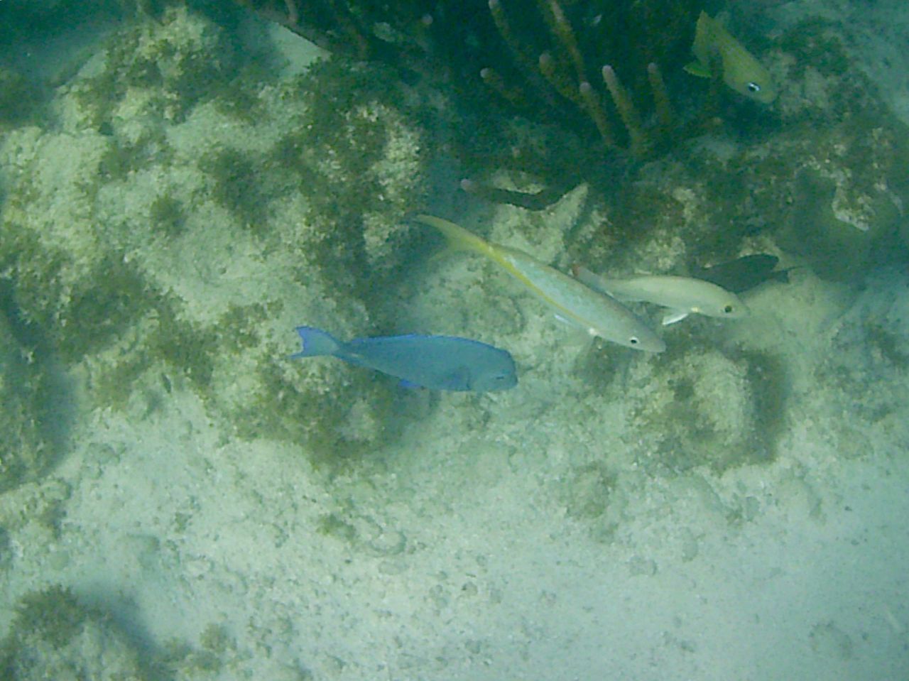 FISH SWIMMING UNDERWATER