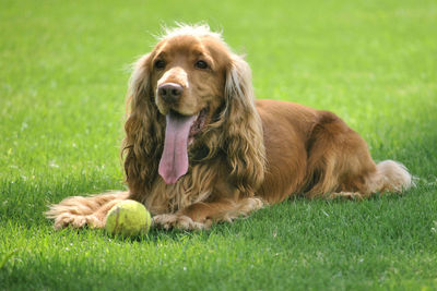 Portrait of dog relaxing on field