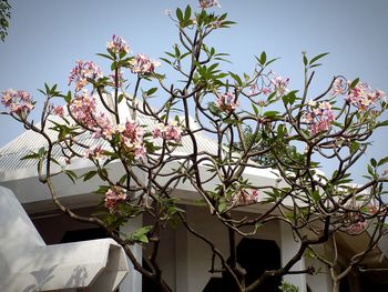 Low angle view of pink flowers