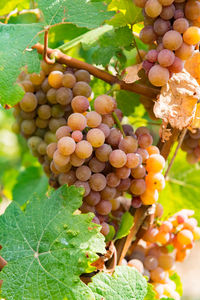 Close-up of grapes growing on plant