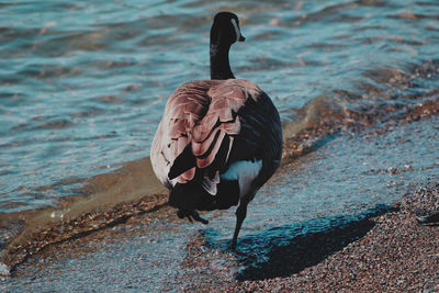 Bird walking at beach