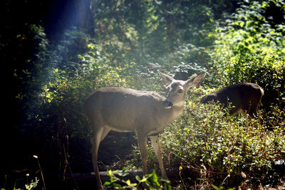 Deer standing on field
