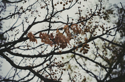 Low angle view of leaves on tree against sky