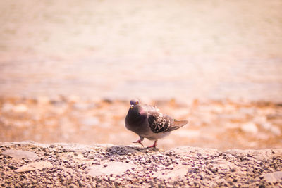 Pigeon perching on rock