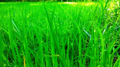 Full frame shot of wheat field