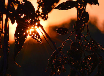 Close-up of silhouette plant at sunset
