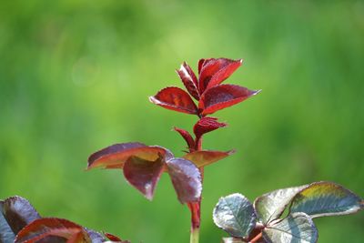 Close-up of maple leaves on plant during autumn