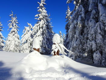 Snow covered land and trees against sky