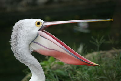 Close-up of bird