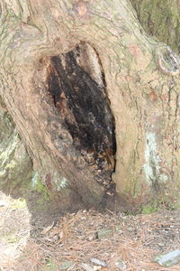 Close-up of tree trunk