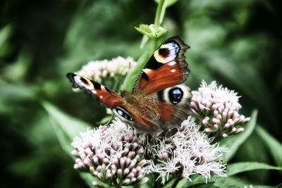 Close-up of butterfly pollinating on flower